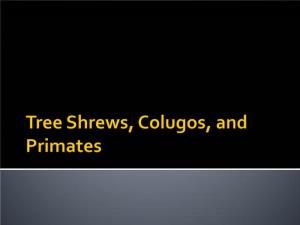 Tree Shrews, Colugos, and Primates