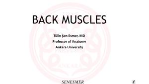 TSE Back Muscles