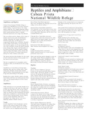 Reptiles and Amphibians Cabeza Prieta National Wildlife Refuge