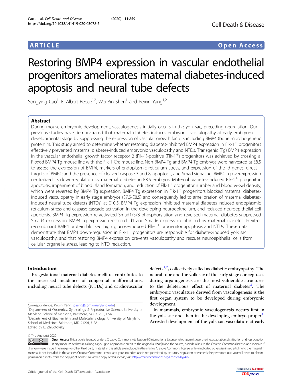 Restoring BMP4 Expression in Vascular Endothelial Progenitors Ameliorates Maternal Diabetes-Induced Apoptosis and Neural Tube De