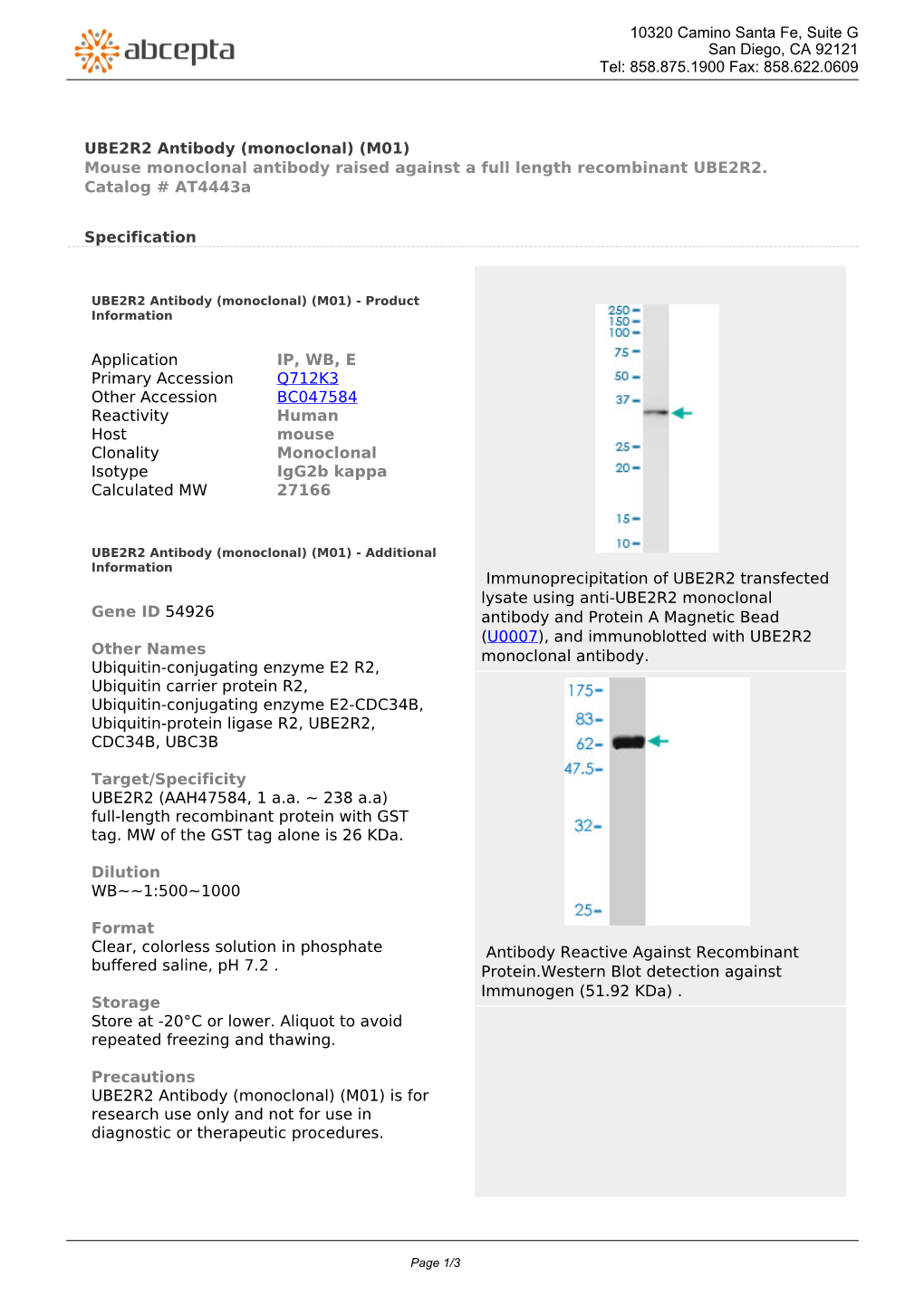 UBE2R2 Antibody (Monoclonal) (M01) Mouse Monoclonal Antibody Raised Against a Full Length Recombinant UBE2R2