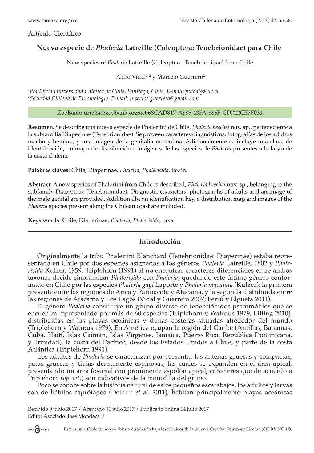 Nueva Especie De Phaleria Latreille (Coleoptera: Tenebrionidae) Para Chile