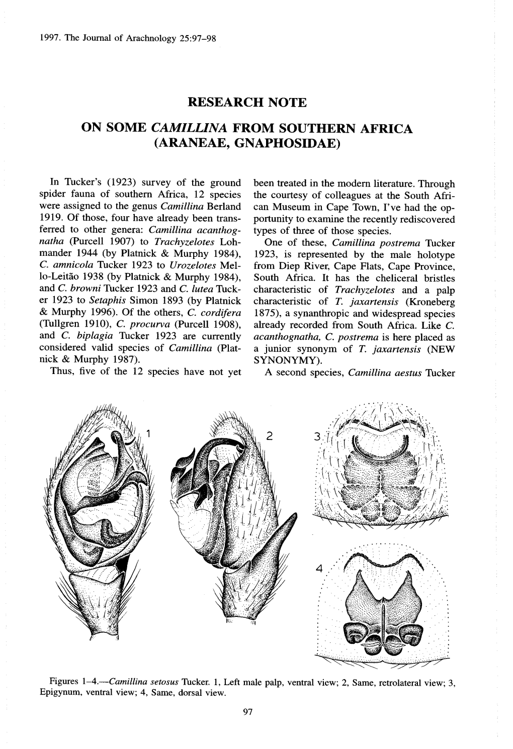 Research Note on Some Camillina from Southern