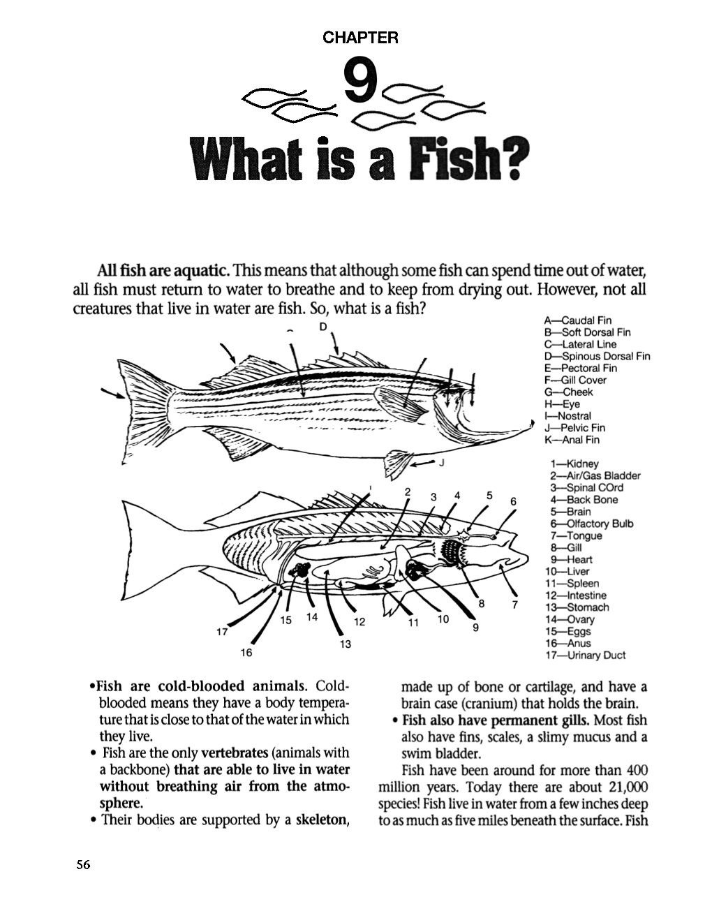 What Is a Fish?