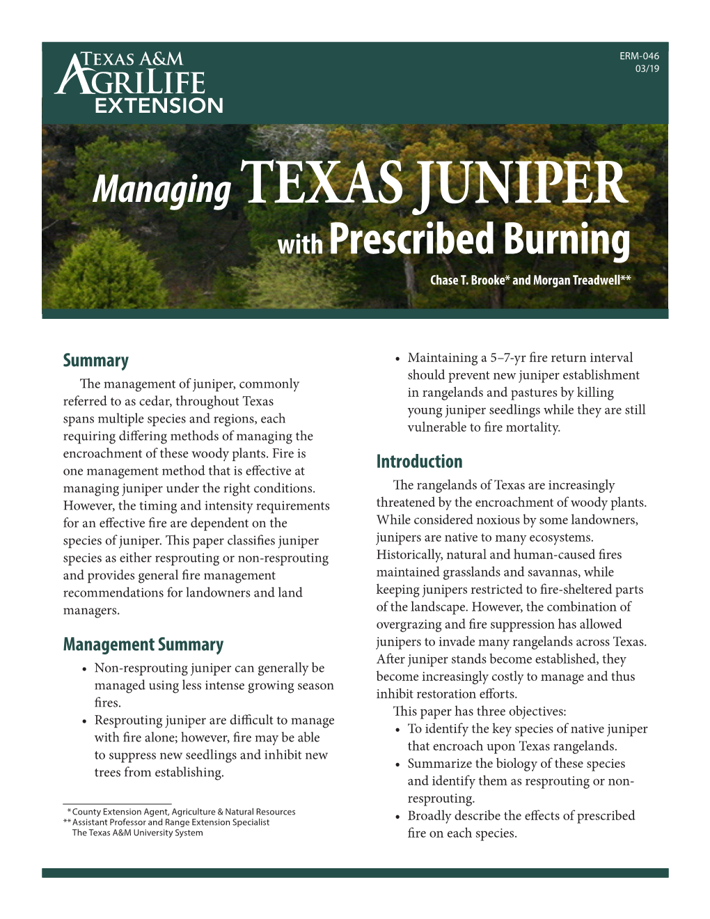 TEXAS JUNIPER with Prescribed Burning Chase T