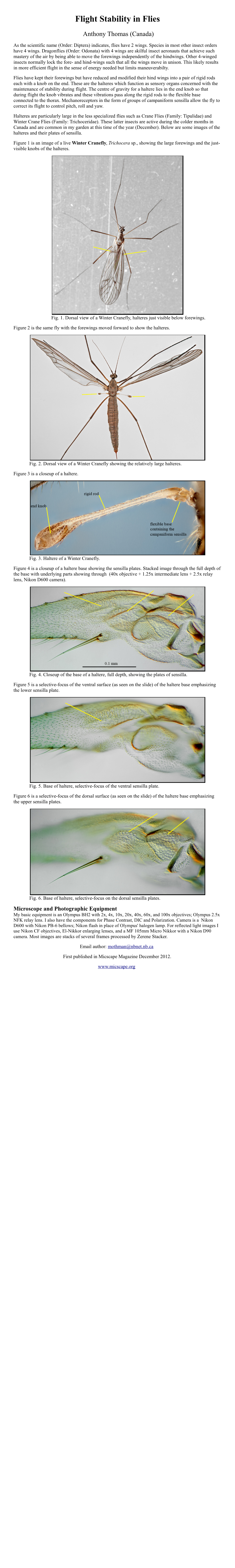 Flight Stability in Flies