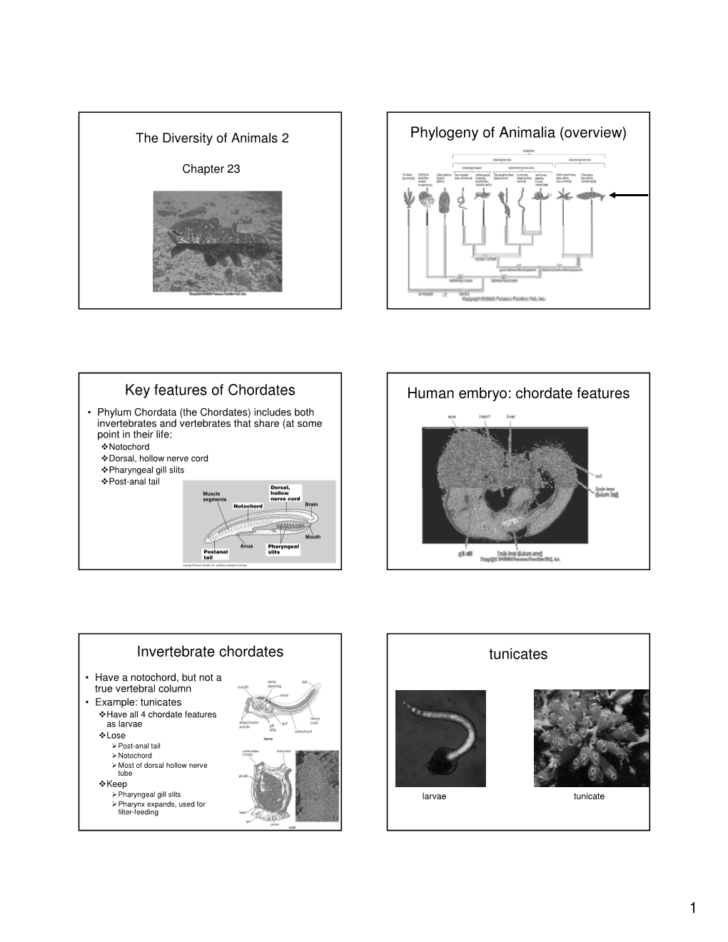 Key Features of Chordates Human Embryo