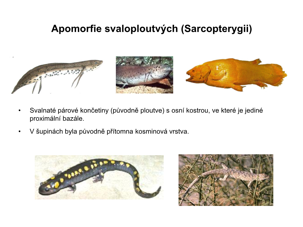 Apomorfie Svaloploutvých (Sarcopterygii)