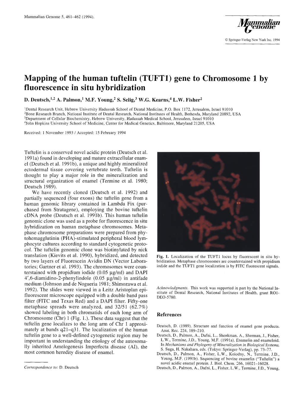 Mapping of the Human Tuftelin (TUFT1) Gene to Chromosome 1 by Fluorescence in Situ Hybridization
