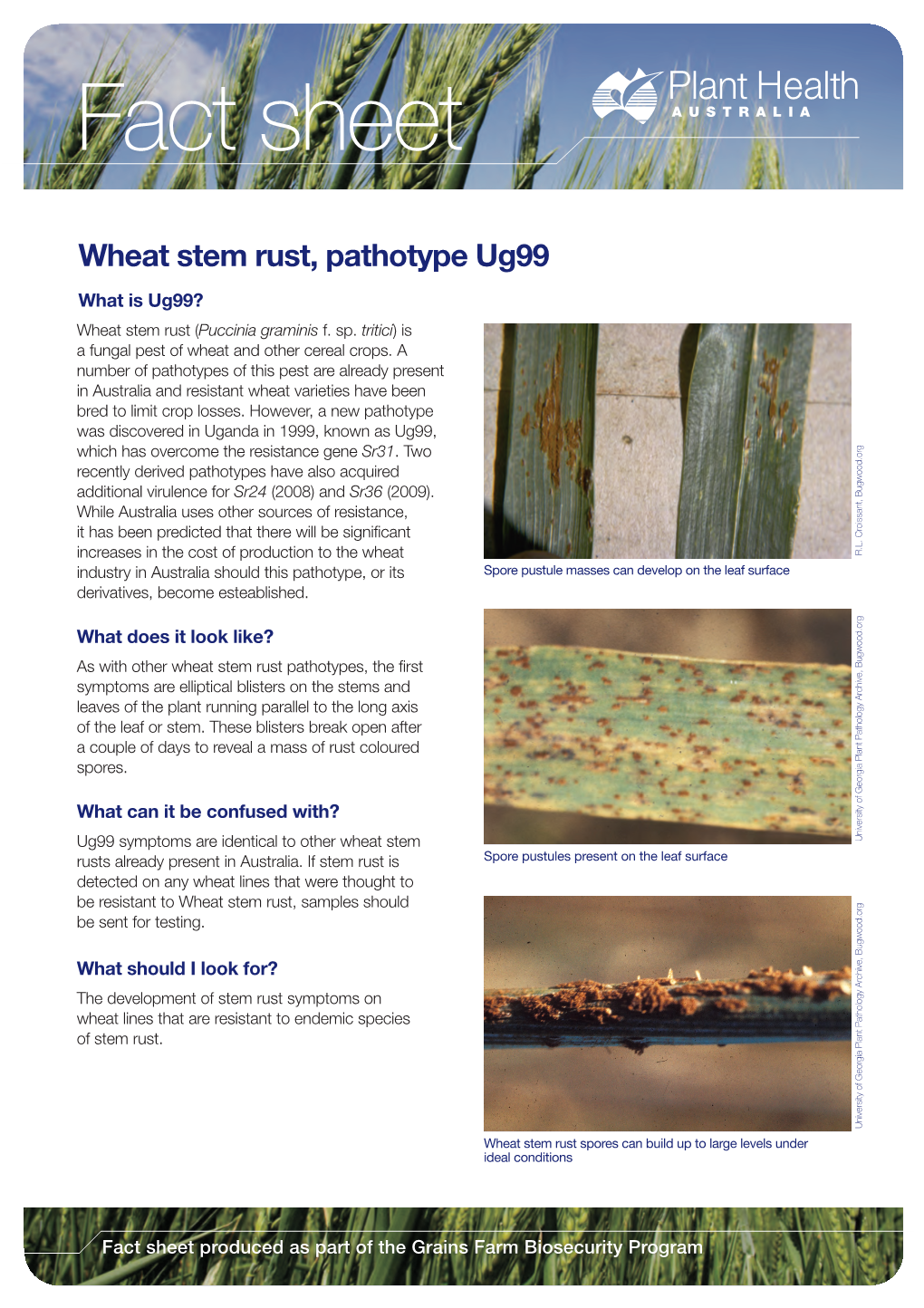 Stem Rust of Wheat (Ug99)