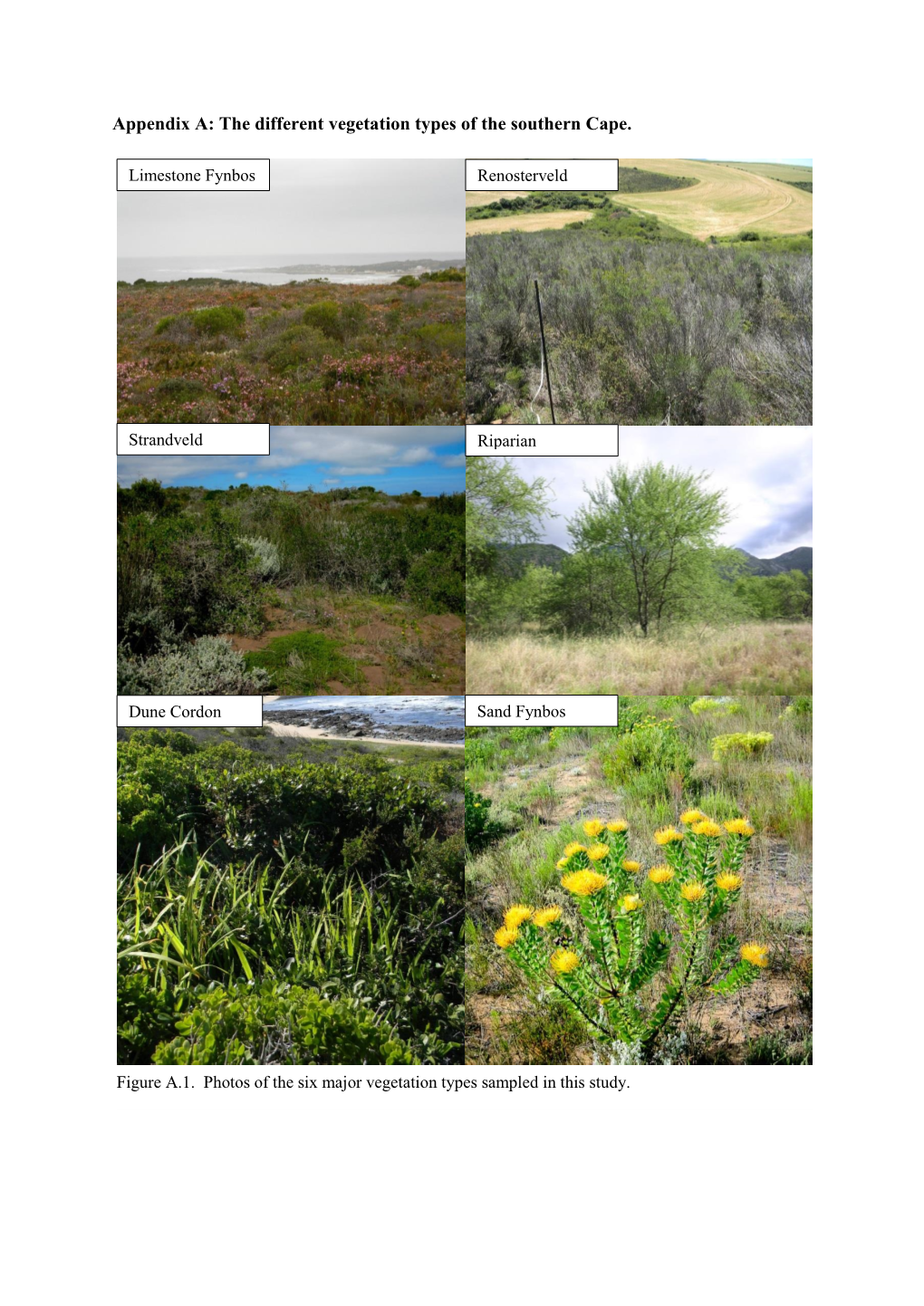 The Different Vegetation Types of the Southern Cape
