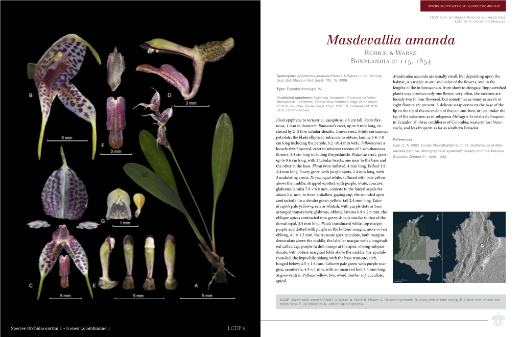 Masdevallia Amanda Rchb.F