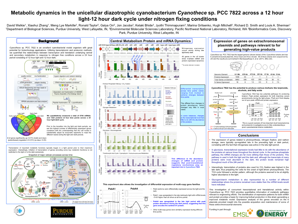 Metabolic Dynamics in the Unicellular Diazotrophic Cyanobacterium Cyanothece Sp