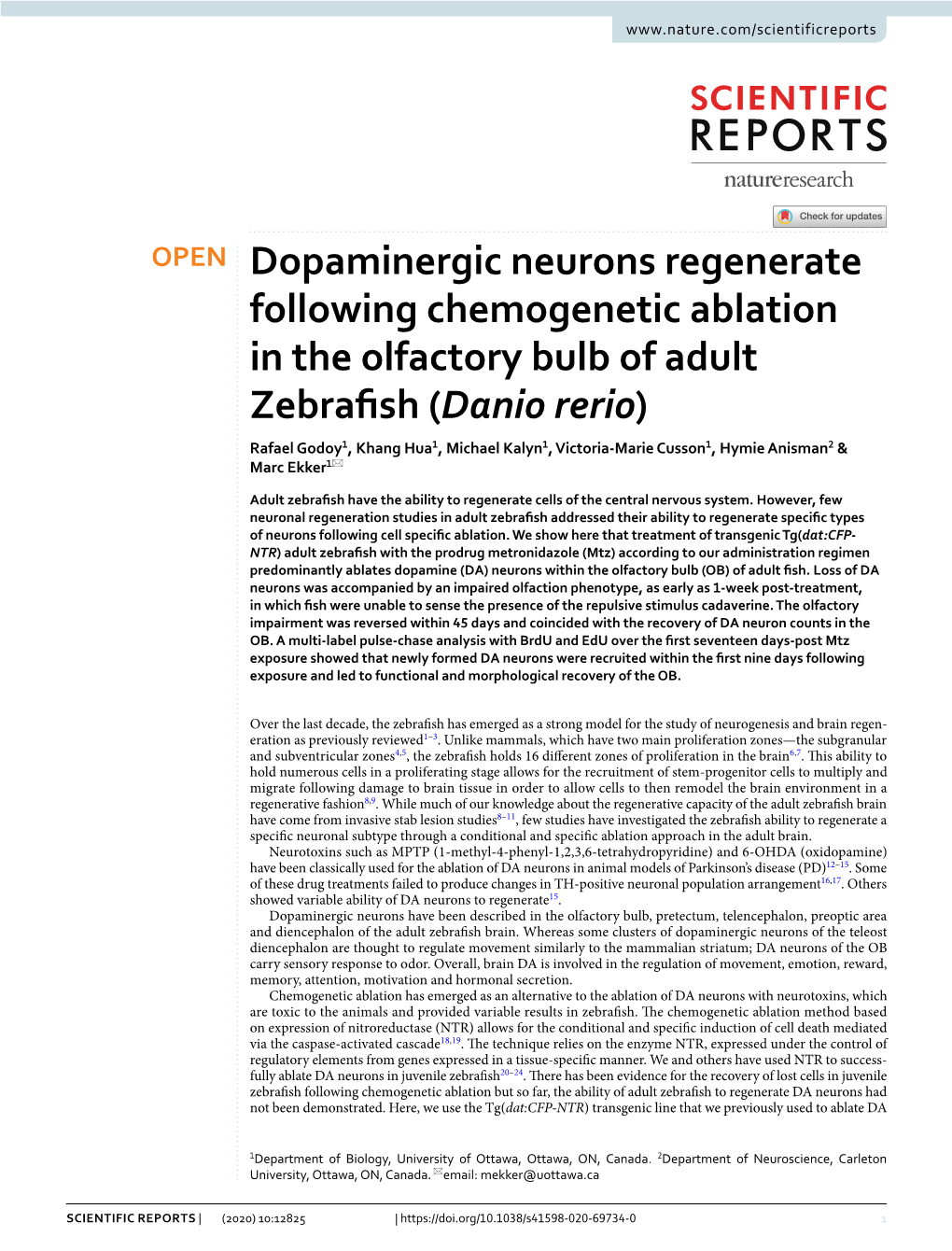 Dopaminergic Neurons Regenerate Following Chemogenetic Ablation in the Olfactory Bulb of Adult Zebrafish (Danio Rerio)