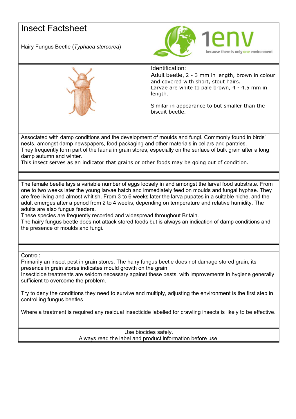 Hairy Fungus Beetle (Typhaea Stercorea)