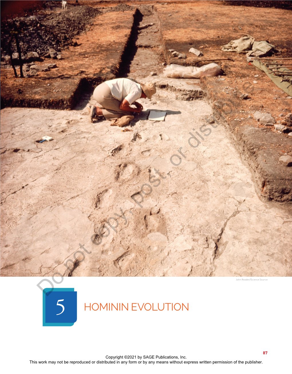 Hominin Evolution