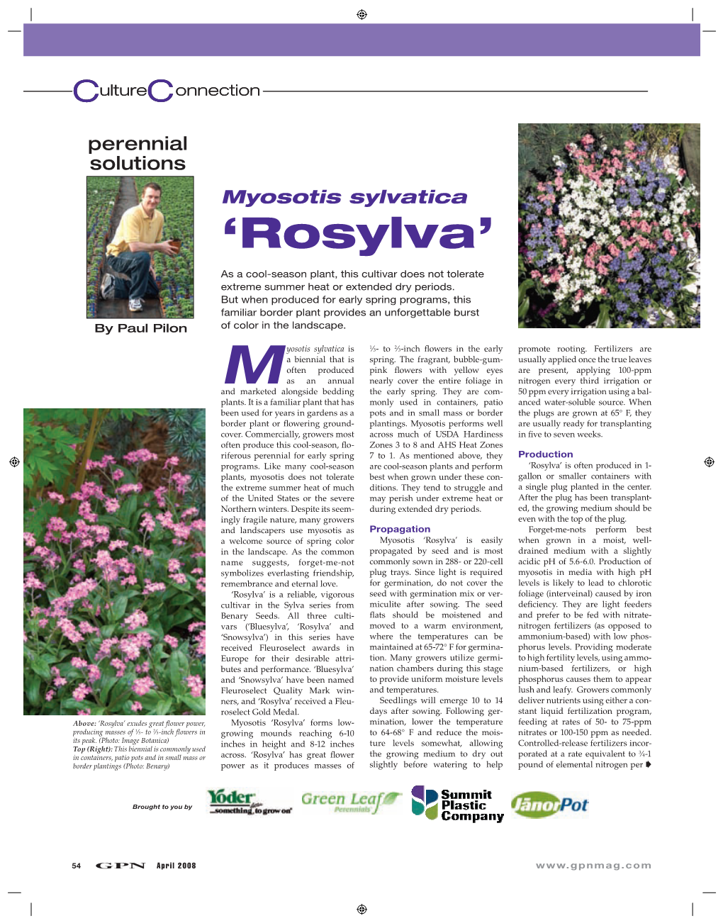 Myosotis Sylvatica 'Rosylva'