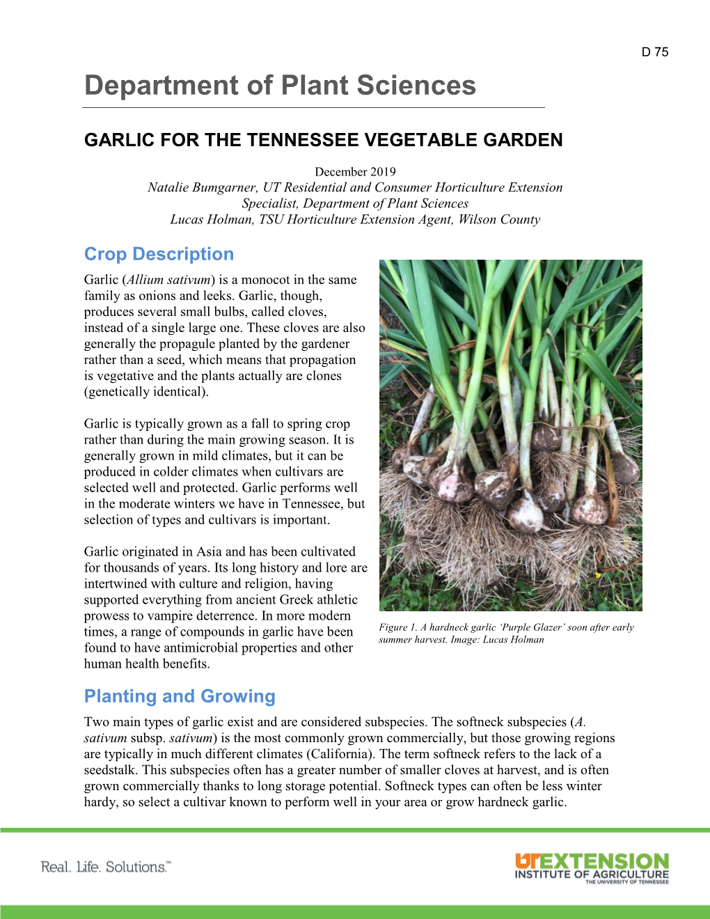 D 75 Garlic for the Tennessee Vegetable Garden