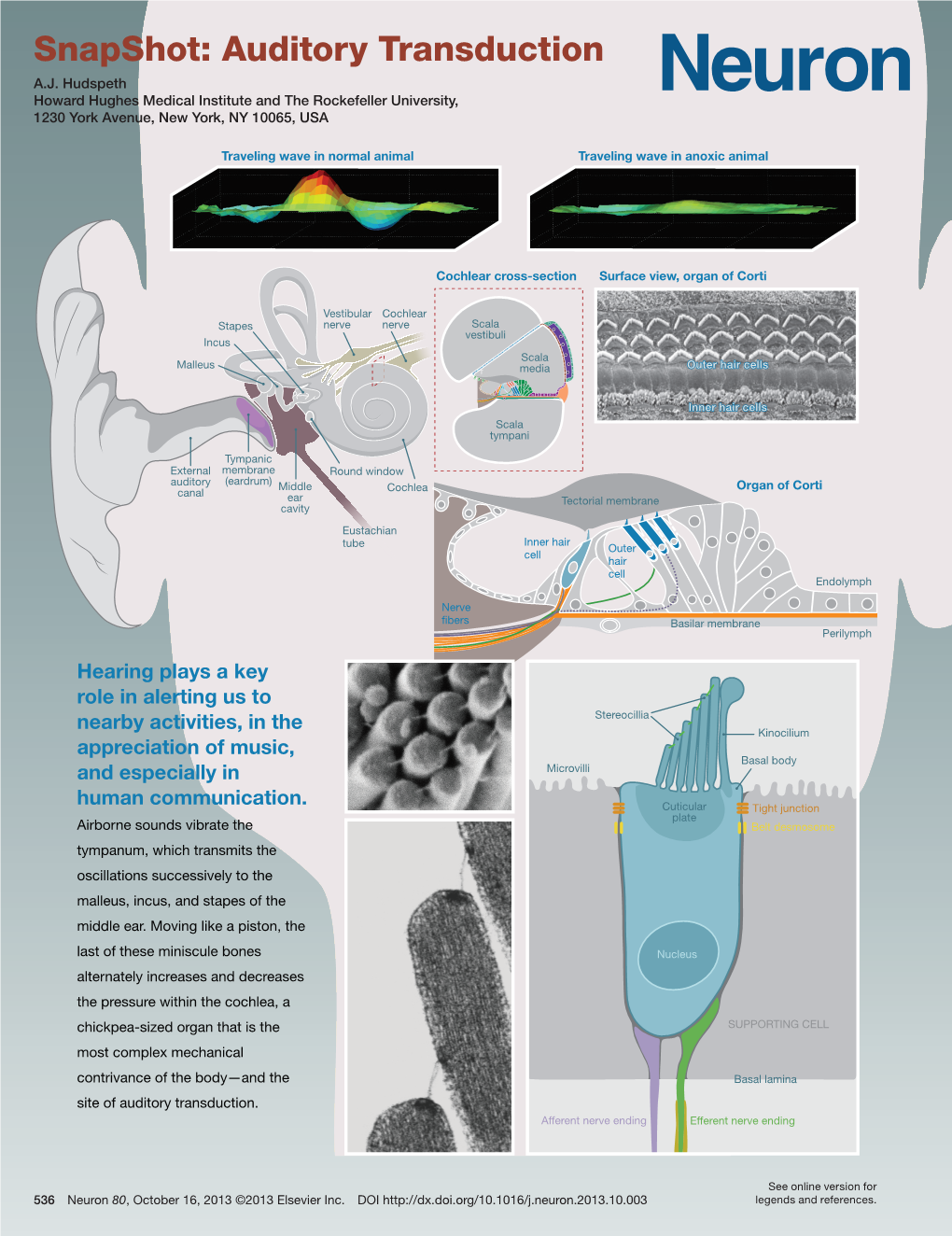 Snapshot: Auditory Transduction A.J