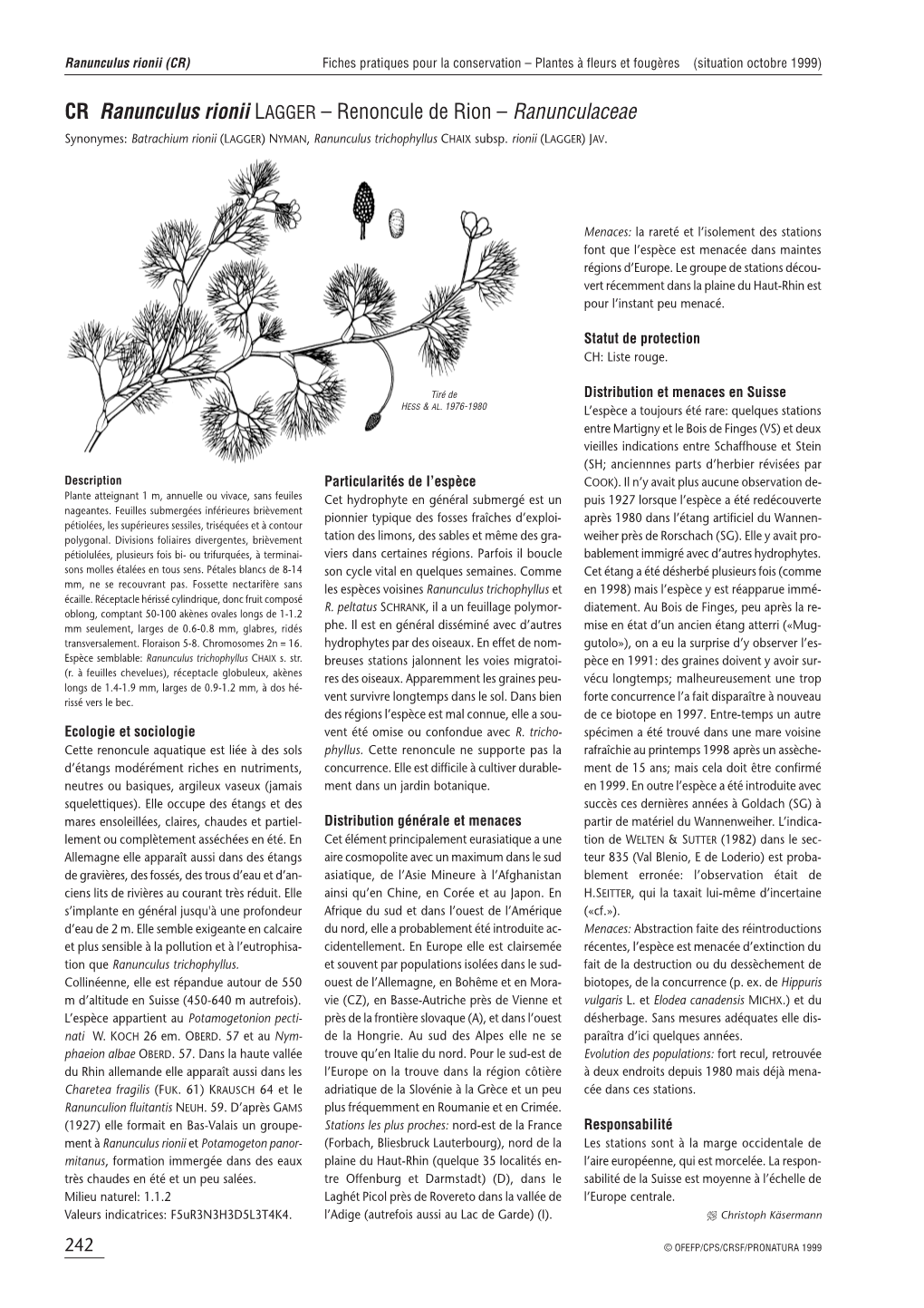 CR Ranunculus Rionii LAGGER – Renoncule De Rion – Ranunculaceae