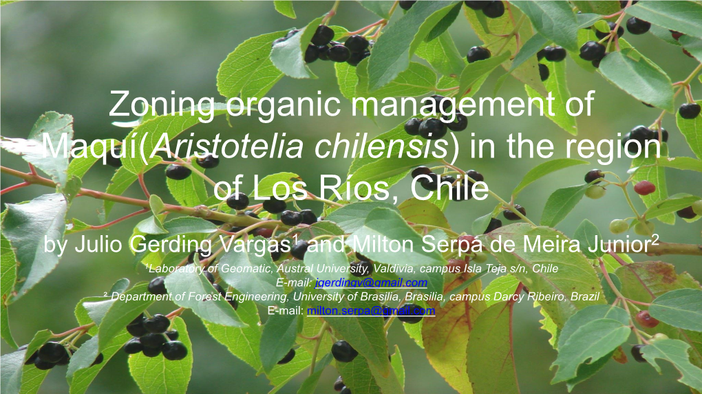 Zoning Organic Management of Maquí(Aristotelia Chilensis) in the Region of Los Ríos, Chile
