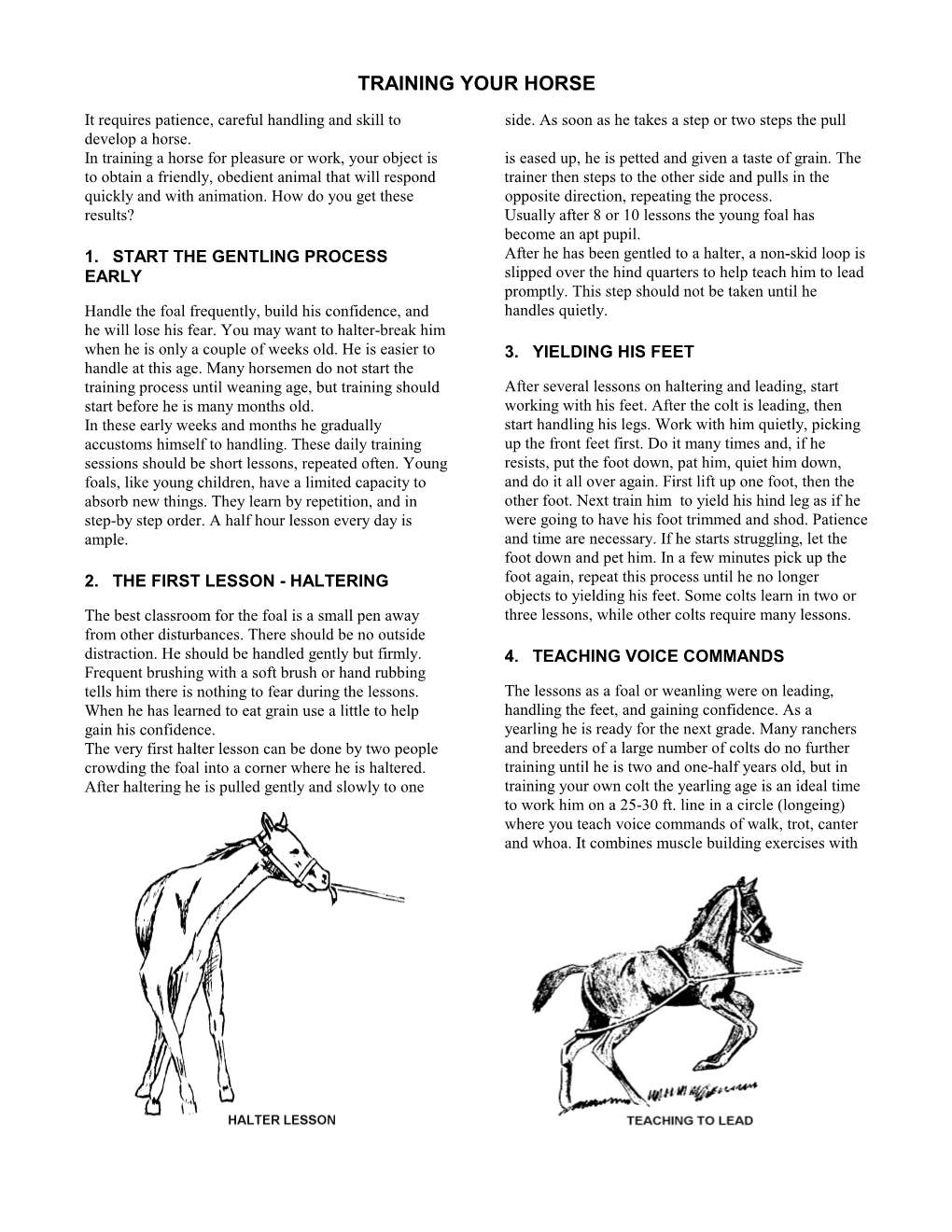 Training Your Horse