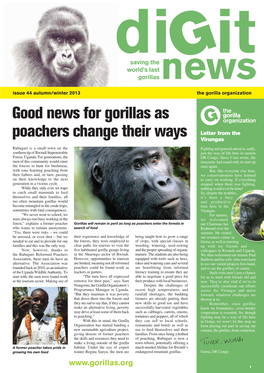 Good News for Gorillas As Poachers Change Their Ways