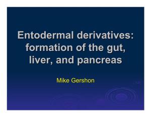 Entodermal Derivatives: Formation of the Gut, Liver, and Pancreas
