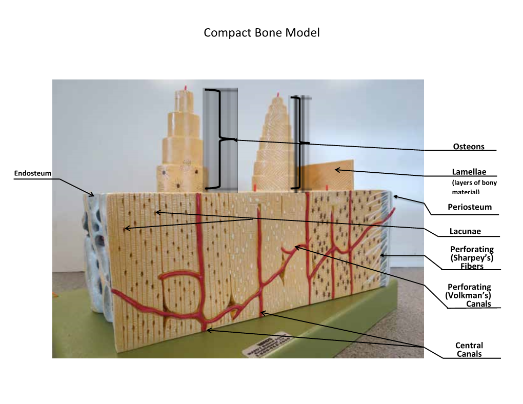 Compact Bone Model