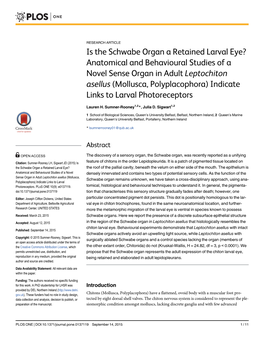 Is the Schwabe Organ a Retained Larval Eye?
