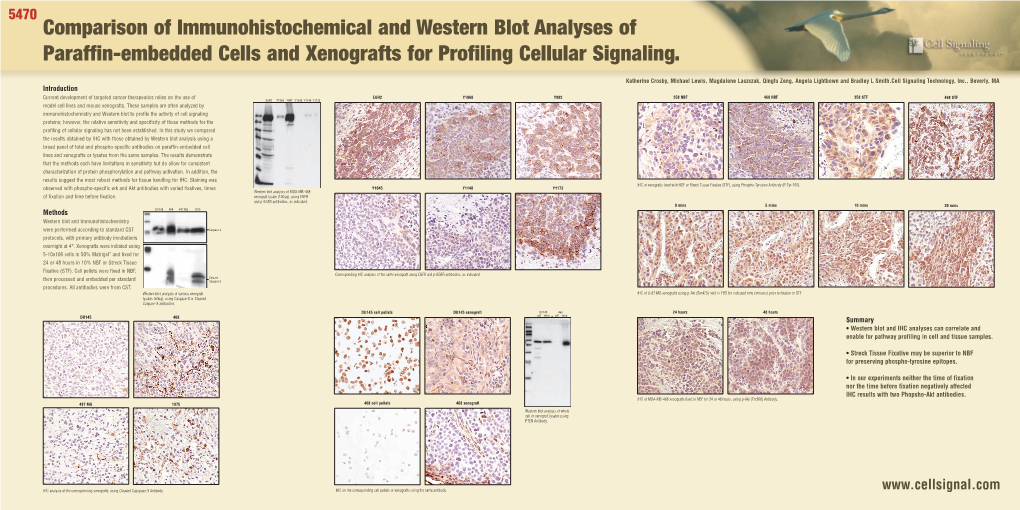 Comparison of Immunohistochemical and Western Blot Analyses of Paraffin-Embedded Cells and Xenografts for Profiling Cellular Signaling