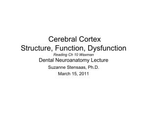 Cerebral Cortex Structure, Function, Dysfunction Reading Ch 10 Waxman Dental Neuroanatomy Lecture Suzanne Stensaas, Ph.D
