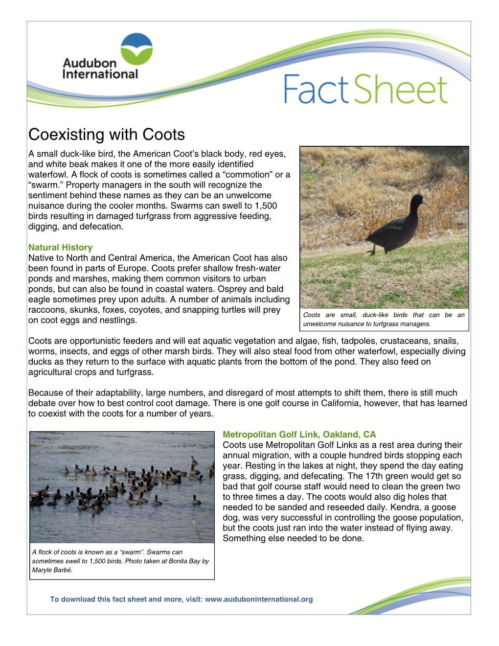 Coexisting with Coots a Small Duck-Like Bird, the American Coot’S Black Body, Red Eyes, and White Beak Makes It One of the More Easily Identified Waterfowl