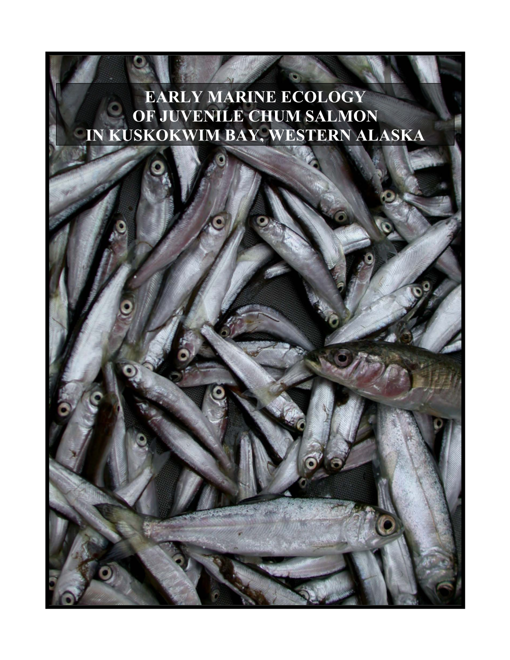 Early Marine Ecology of Chum Salmon (Oncorhynchus Keta) in Kuskokwim Bay, Alaska