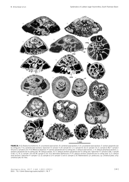 Systematics of Lutetian Larger Foraminifera, South Pyrenean Basin