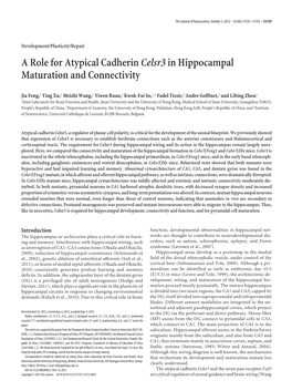 A Role for Atypical Cadherincelsr3in Hippocampal Maturation And