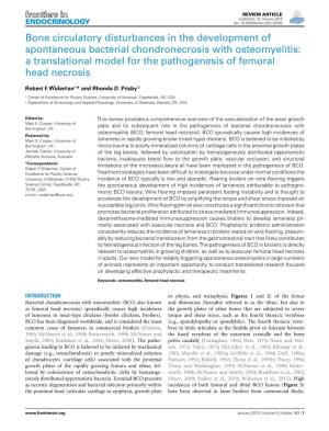 A Translational Model for the Pathogenesis of Femoral Head Necrosis