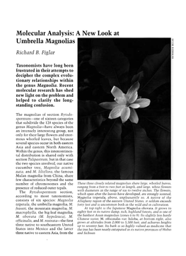 Molecular Analysis: a New Look at Umbrella Magnolias Richard B
