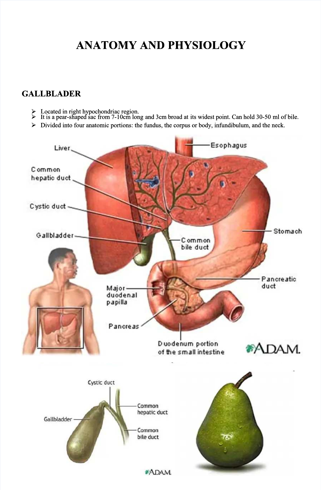 Anatomy and Physiology