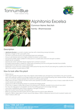 Alphitonia Excelsa Common Name: Red Ash Family - Rhamnaceae