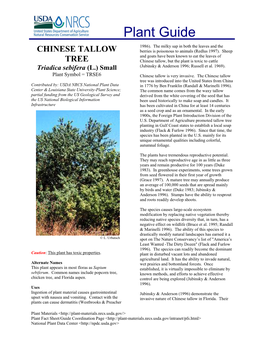 Chinese Tallow Tree Plant Guide