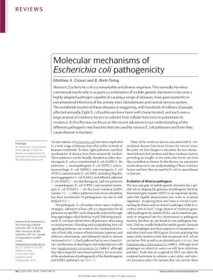 Molecular Mechanisms of Escherichia Coli Pathogenicity