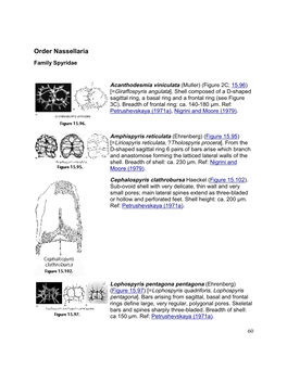 Order Nassellaria Family Spyridae