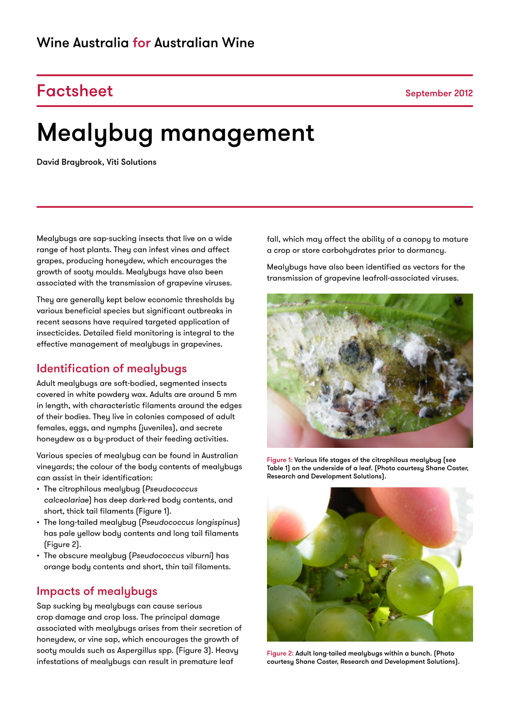 Mealybug Management