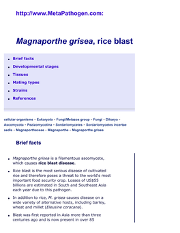 Magnaporthe Grisea, Rice Blast