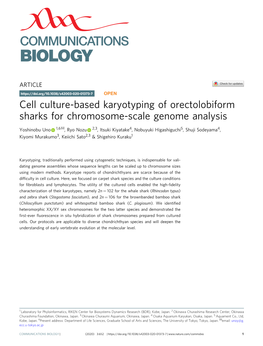 Cell Culture-Based Karyotyping of Orectolobiform Sharks For