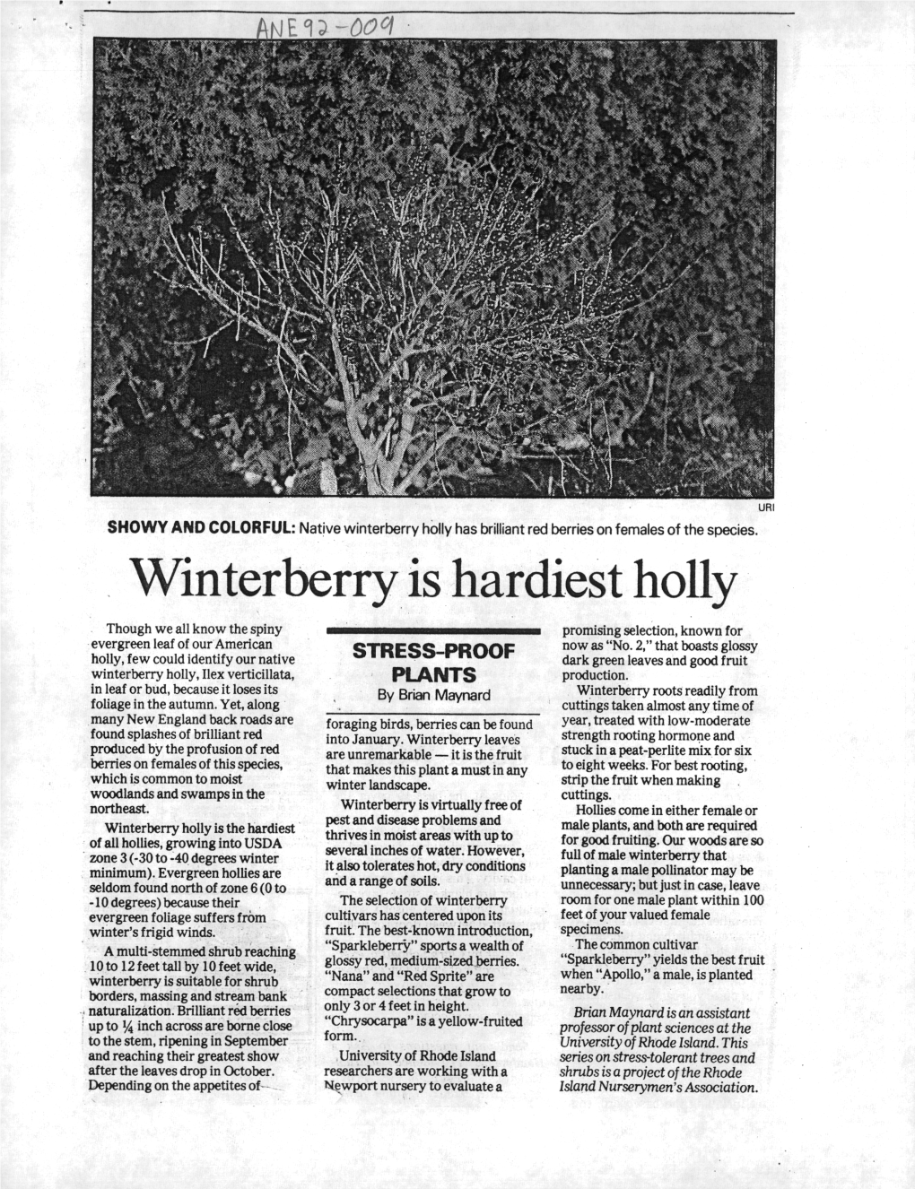 Winterberry Is Hardiest Holly Though We All Know the Spiny Promising Selection, Known for Evergreen Leaf of Our American Now As "No