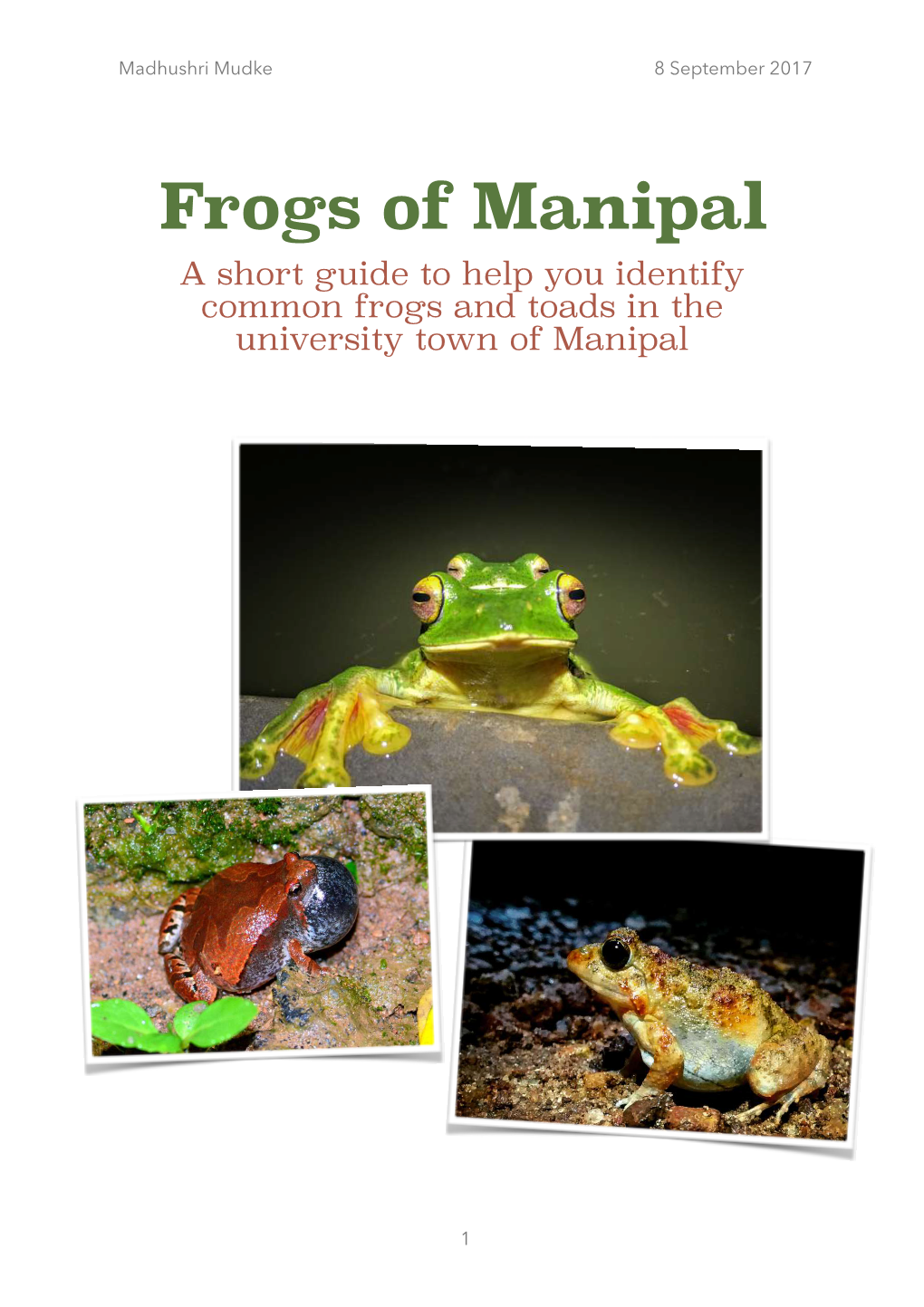 Frogs of Manipal a Short Guide to Help You Identify Common Frogs and Toads in the University Town of Manipal