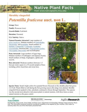 Shrubby Cinquefoil Potentilla Fruticosa Auct