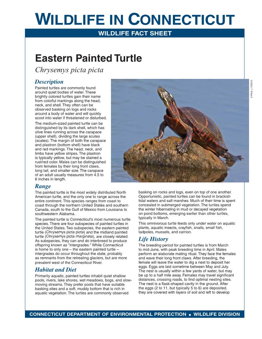 Eastern Painted Turtle Chrysemys Picta Picta Description Painted Turtles Are Commonly Found Around Quiet Bodies of Water